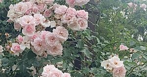 薔薇ピンク