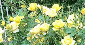 薔薇イエロー