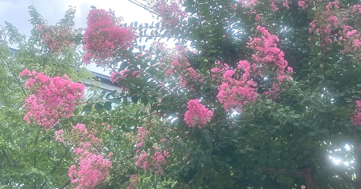 百日紅の花